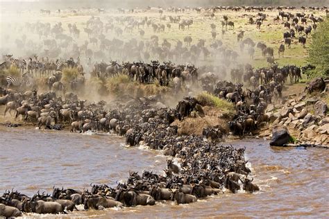  The Great Wildebeest Migration - Uma Sinfonia de Cores Terrosas e Movimentos Dinâmicos em Pedra!